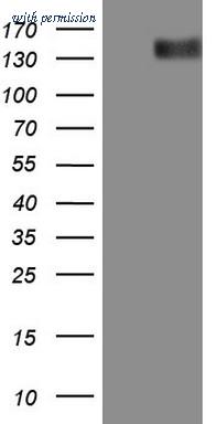 OriGene CF803828 image 1