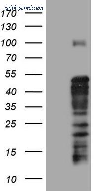 OriGene CF803930 image 1