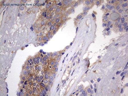 OriGene CF803959 image 1