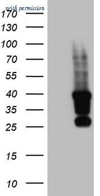 OriGene CF803982 image 1