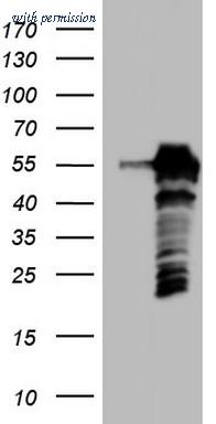 OriGene CF804128 image 1
