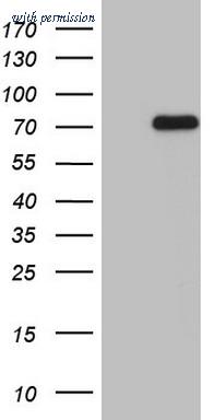 OriGene CF804141 image 1