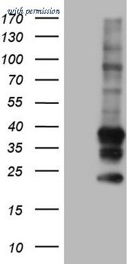 OriGene CF804147 image 1