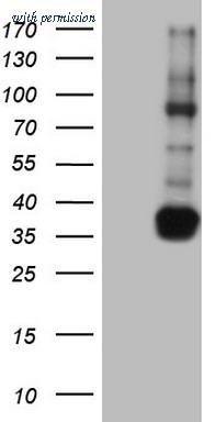 OriGene CF804148 image 1