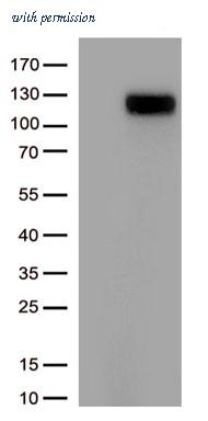 OriGene CF804152 image 1