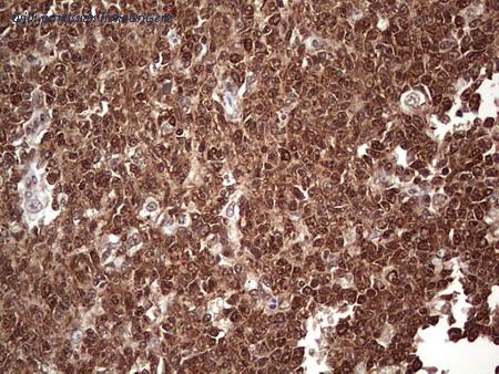 OriGene CF804153 image 1