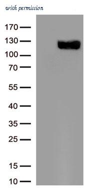 OriGene CF804162 image 1