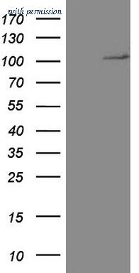 OriGene CF804168 image 1