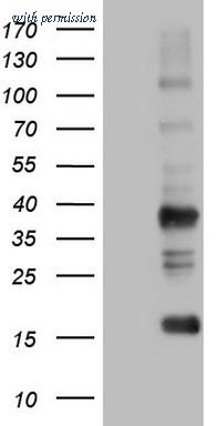 OriGene CF804241 image 1