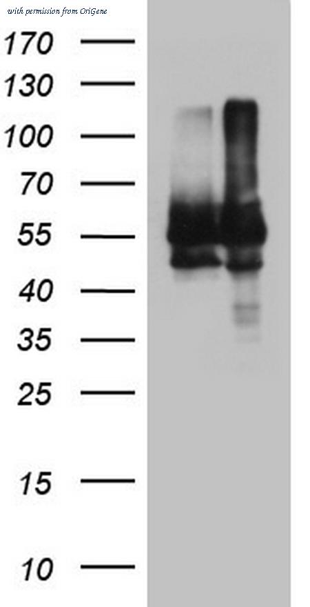 OriGene CF804283 image 1