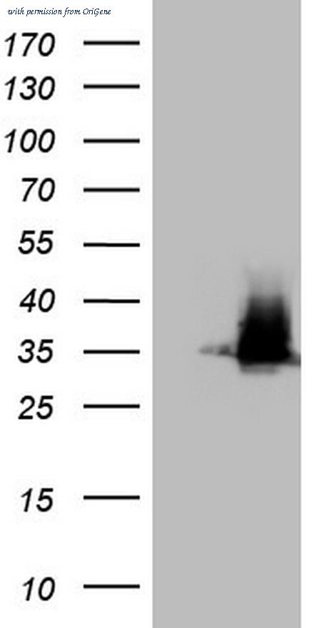 OriGene CF804306 image 1