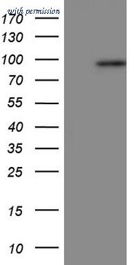 OriGene CF804575 image 1
