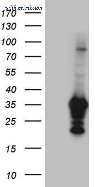 OriGene CF804613 image 1