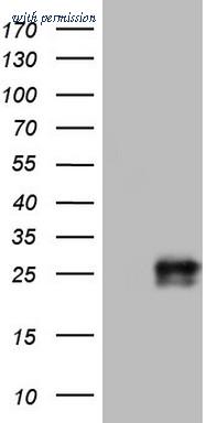 OriGene CF804680 image 1