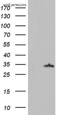 OriGene CF804697 image 1