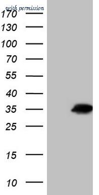 OriGene CF804699 image 1