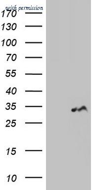 OriGene CF804700 image 1