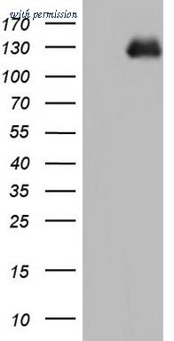 OriGene CF804746 image 1