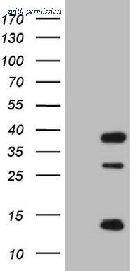 OriGene CF804783 image 1