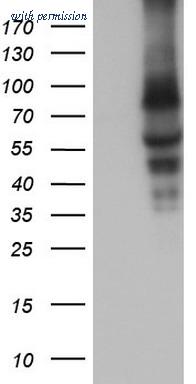 OriGene CF804795 image 1