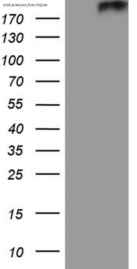 OriGene CF804799 image 1
