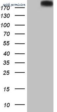 OriGene CF804800 image 1