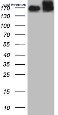 OriGene CF804884 image 1
