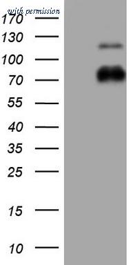 OriGene CF804892 image 1