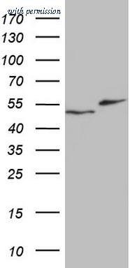 OriGene CF804896 image 1
