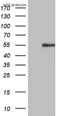 OriGene CF804897 image 1