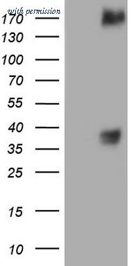 OriGene CF804927 image 1