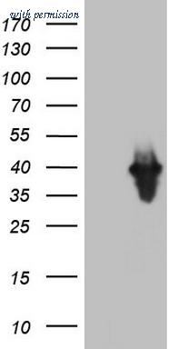 OriGene CF804935 image 1
