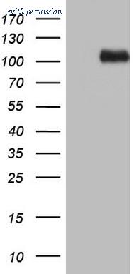 OriGene CF804954 image 1