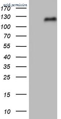 OriGene CF805014 image 1