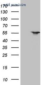 OriGene CF805015 image 1
