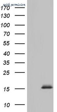 OriGene CF805016 image 1