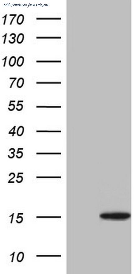 OriGene CF805018 image 1