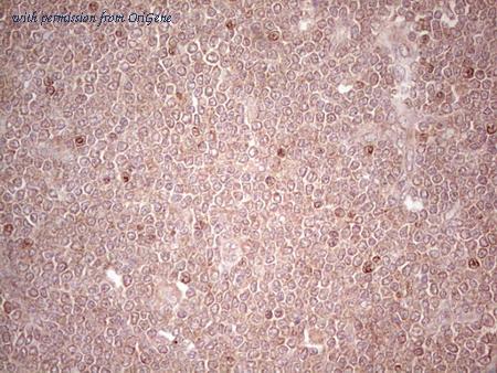 OriGene CF805038 image 1