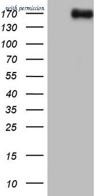 OriGene CF805128 image 1