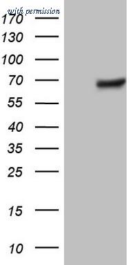 OriGene CF805144 image 1
