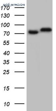 OriGene CF805168 image 1