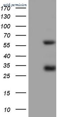 OriGene CF805171 image 1