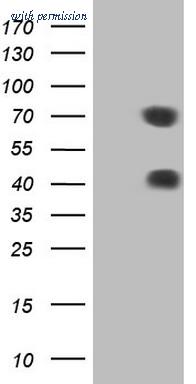 OriGene CF805172 image 1
