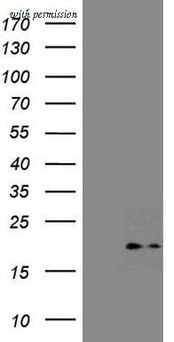 OriGene CF805218 image 1