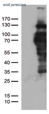 OriGene CF805280 image 1