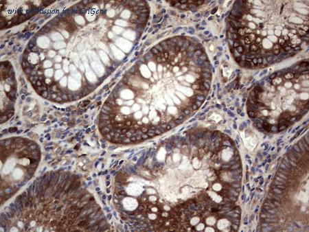 OriGene CF805281 image 1