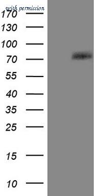 OriGene CF805286 image 1