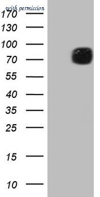 OriGene CF805287 image 1