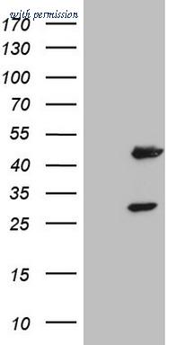 OriGene CF805288 image 1