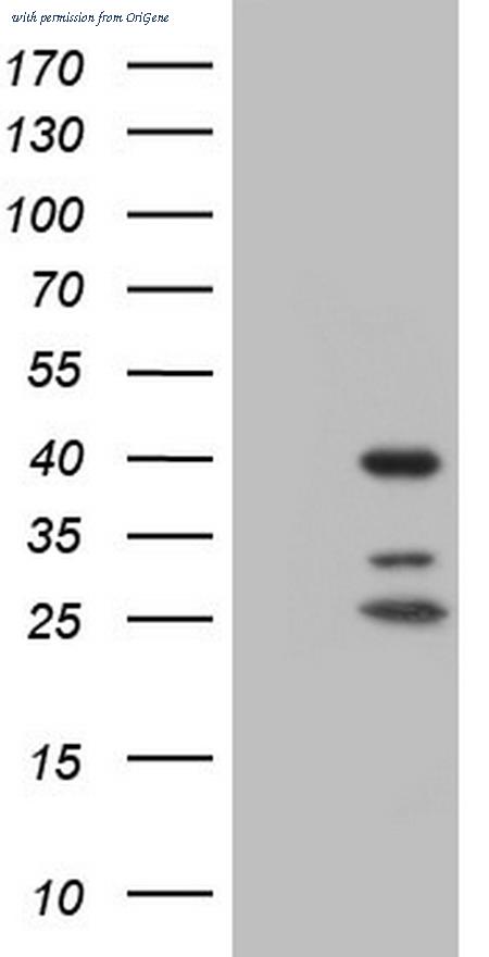 OriGene CF805306 image 1